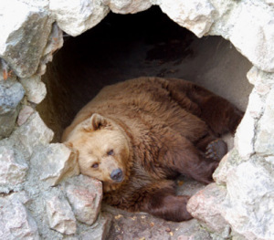 bear-in-cave